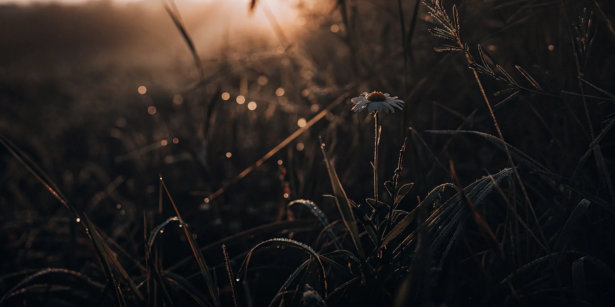 A single flower in dewy grass, one of the strongest natural anxiety medication options.