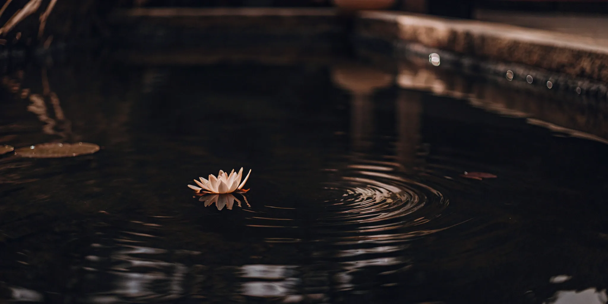 Water lily on a calm pond, a peaceful alternative treatment for anxiety and depression.
