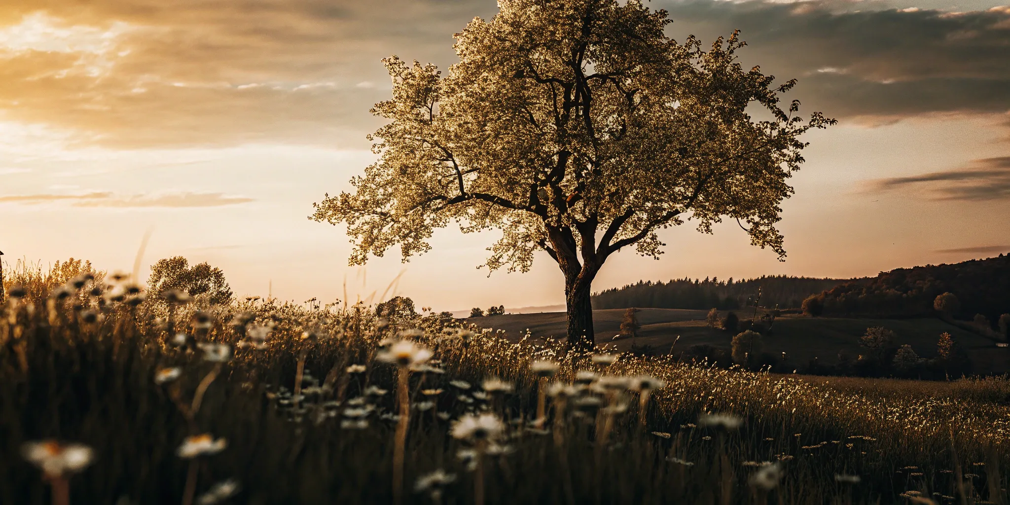 A lone tree at sunset representing the high success rate of TMS for depression.