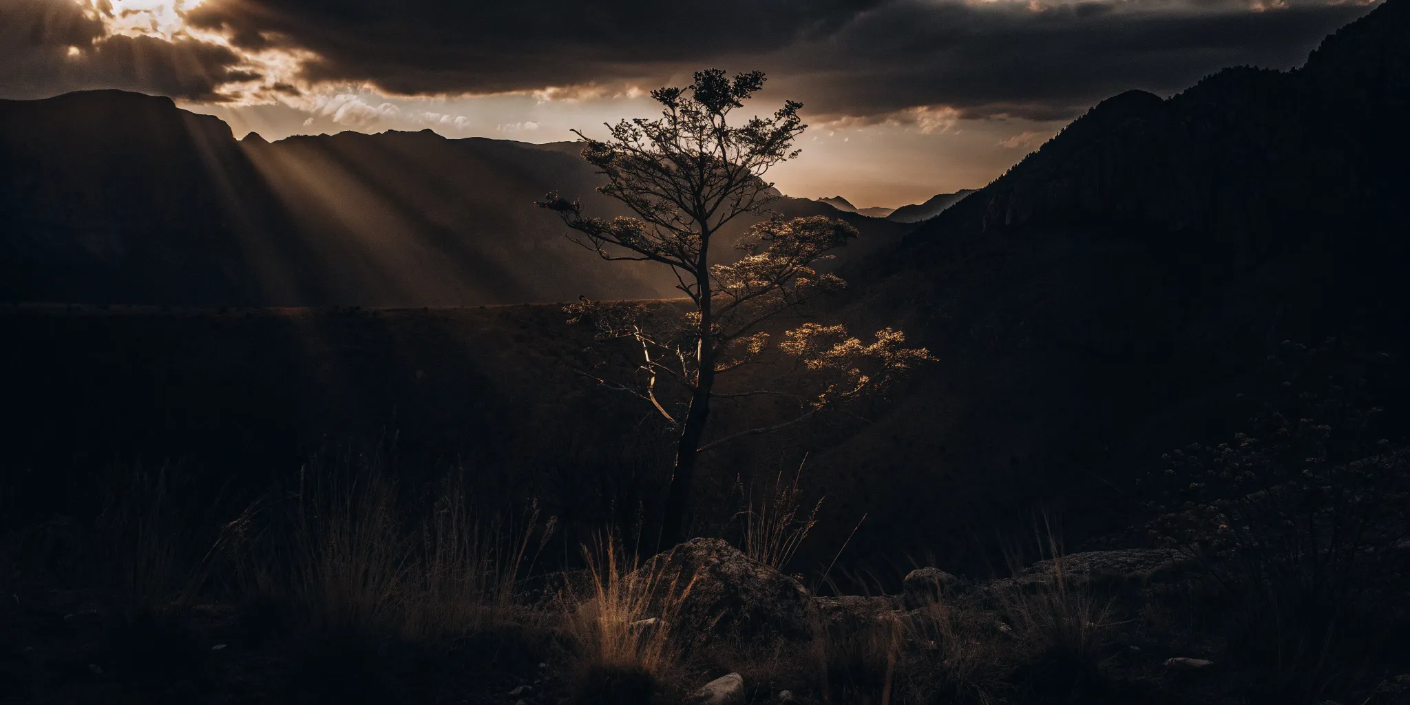 A sunlit tree against dark mountains represents finding the best treatment for anxiety.