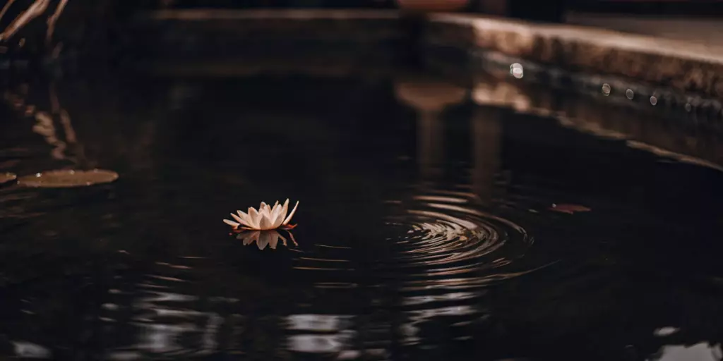 Water lily on a calm pond, a peaceful alternative treatment for anxiety and depression.